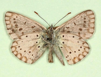 postalbescens Chalkhill Blue (Polyommatus (Lysandra) coridon)