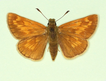 ab. nov Large Skipper (Ochlodes sylvanus)