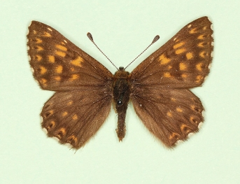 obscura Duke of Burgundy (Hamearis lucina)