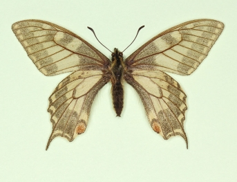 scale defect Swallowtail (Papilio machaon)