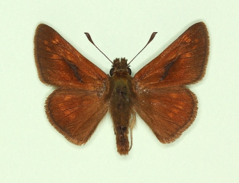 fuscus Large Skipper (Ochlodes sylvanus)
