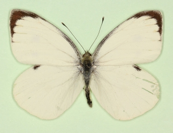 nov Large White (Pieris brassicae)