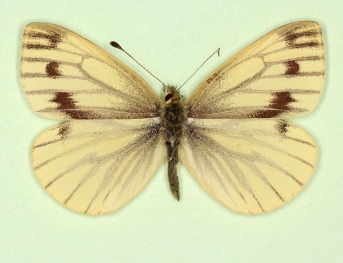 apicenudata Green-veined White (Pieris napi)
