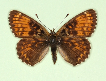horvathi Glanville Fritillary (Melitaea cinxia)