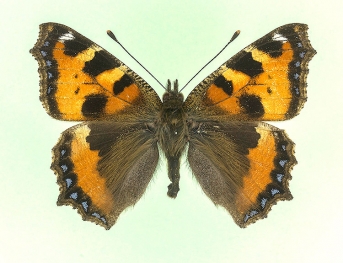 parvipuncta Small Tortoiseshell (Aglais urticae)