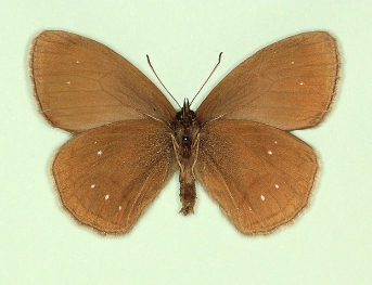 arete Ringlet (Aphantopus hyperanthus)