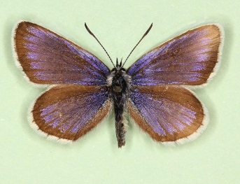 caeruleus + dexpathological Silver-studded Blue (Plebejus argus)