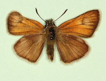 teratalogical Small Skipper (Thymelicus sylvestris)
