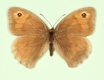 brigitta Meadow Brown (Maniola jurtina)