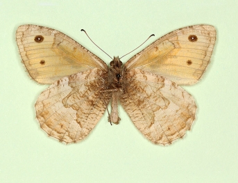 decolorata Grayling (Hipparchia semele)
