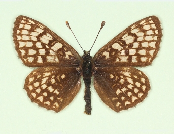 latonigena Heath Fritillary (Melitaea athalia)