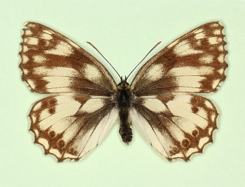 trans nigricans Marbled White (Melanargia galathea)