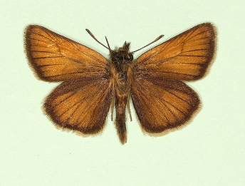 suffusa Essex Skipper (Thymelicus lineola)