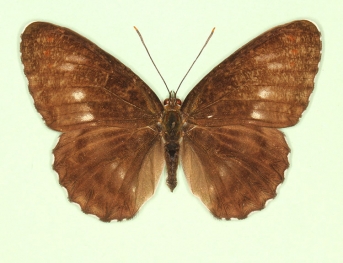 obliterata White Admiral (Limenitis camilla)