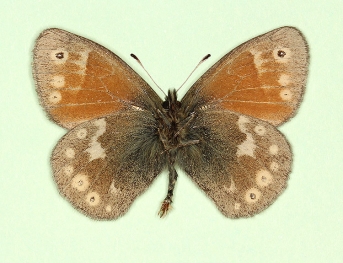 ab. nov Large heath (Coenonympha tullia)