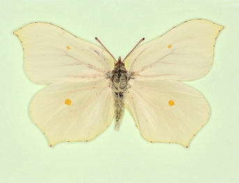 ab. nov Brimstone (Gonepteryx rhamni)