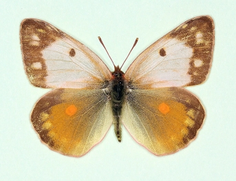 duplex Clouded Yellow (Colias croceus)