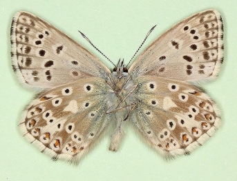 quinterratica Chalkhill Blue (Polyommatus (Lysandra) coridon)
