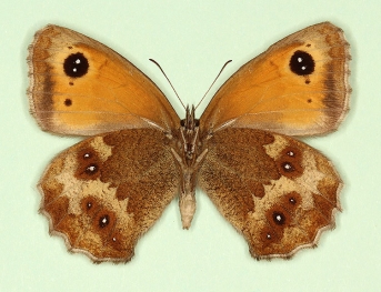 tithonellus Gatekeeper (Pyronia tithonus)