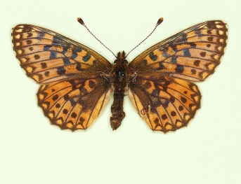 ab. nov Small Pearl-bordered Fritillary (Boloria selene)