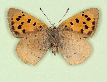 pathological Small Copper (Lycaena phlaeas)
