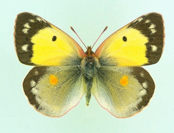 aubuissomi Clouded Yellow (Colias croceus)