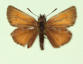 marginatus Essex Skipper (Thymelicus lineola)