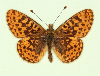 ovalis Pearl-bordered Fritillary (Boloria euphrosyne)