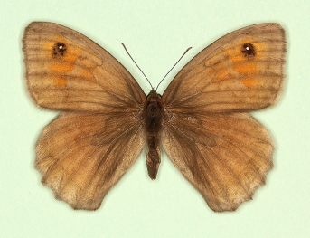 marmorea Meadow Brown (Maniola jurtina)