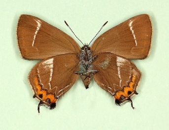 trans-albovirgata White-letter Hairstreak (Satyrium w-album)