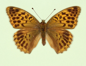 confluens Silver-washed Fritillary (Argynnis paphia)
