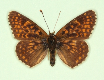 salzlii Glanville Fritillary (Melitaea cinxia)