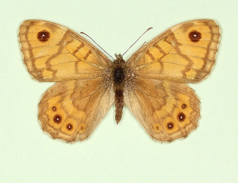 xanthos Wall (Lassiommata megaera)