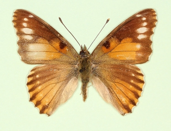 to name Painted Lady (Vanessa cardui)