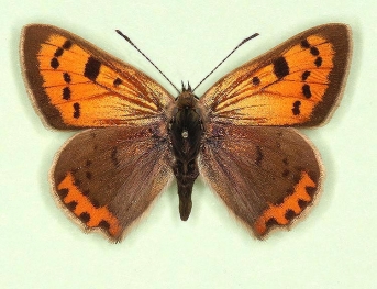 anticrassilunulata Small Copper (Lycaena phlaeas)