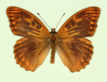 sylvia Silver-washed Fritillary (Argynnis paphia)