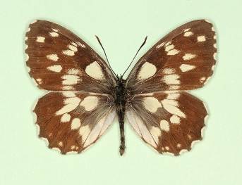 nigricans Marbled White (Melanargia galathea)