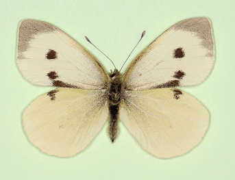 vazquezi Large White (Pieris brassicae)
