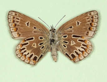 antico-obsoleta + postradiata Common Blue (Polyommatus (Lysandra) icarus)