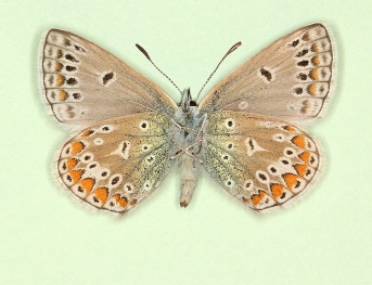 discreta Common Blue (Polyommatus (Lysandra) icarus)