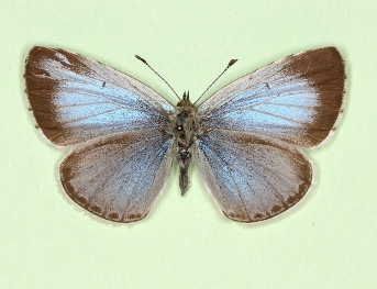 Mosaic gynandromorph Holly Blue (Celastrina argiolus)