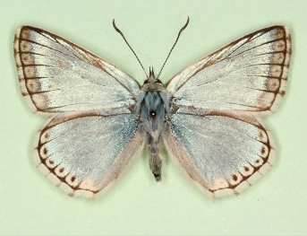 ultrapunctata-margino Chalkhill Blue (Polyommatus (Lysandra) coridon)