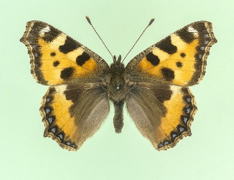 lucida Small Tortoiseshell (Aglais urticae)