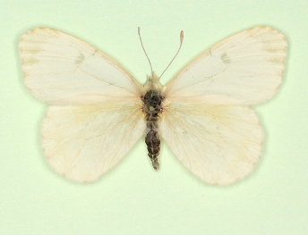 alba Orange-tip (Anthocharis cardamines)