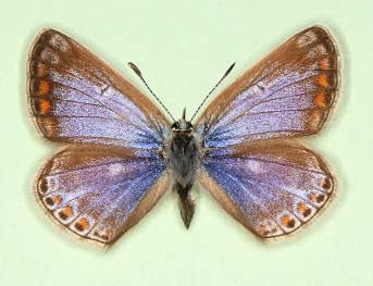 supra-caerulea + albocincta Common Blue (Polyommatus (Lysandra) icarus)
