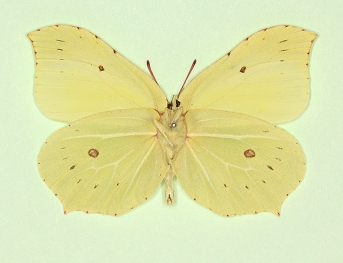 hofnagoli Brimstone (Gonepteryx rhamni)