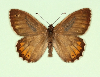 trans ab. holanops Grayling (Hipparchia semele)