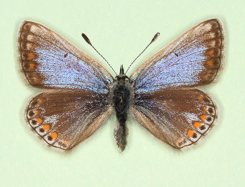 anticoelunata-supra-caerulea Common Blue (Polyommatus (Lysandra) icarus)
