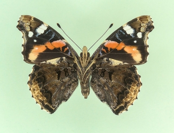 infranigrans Red Admiral (Vanessa atalanta)