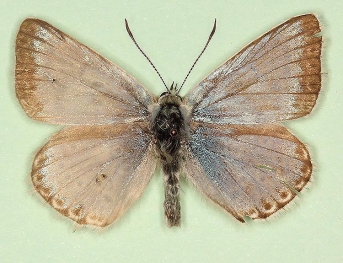 transformis Chalkhill Blue (Polyommatus (Lysandra) coridon)